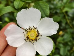 -田心森林公园