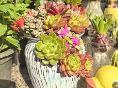 -溪岸路花鸟市场