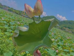 -红山村