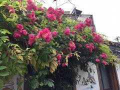 -金山嘴渔村