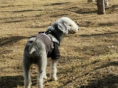 -BABIT巴比特宠物(MOMOPARK店)