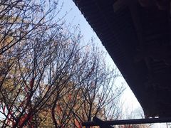 -西安青龙寺遗址景区