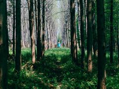 -黄海国家森林公园