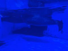 -上海海昌海洋公园-冰山北极馆