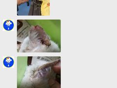 -仁华宠物医院(青羊店)