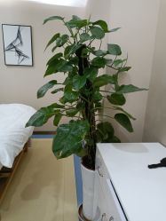 -贞禾医美·连锁