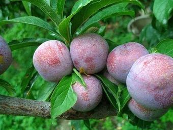 "三华李"的所有分店