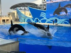 -上海海昌海洋公园