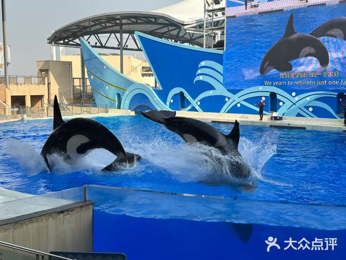 上海海昌海洋公园图片