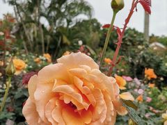 -人民公园(罗湖区)