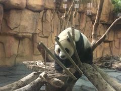 -泉州海丝野生动物世界