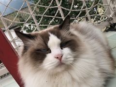 -喵屿·大理花园猫咖