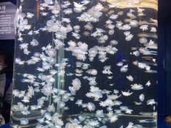 -太平洋海底世界