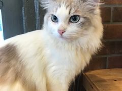 -more than meow吴止猫主题餐厅(承德 中船汇店)