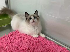 -宠爱多约克夏马尔济斯泰迪小型犬专卖