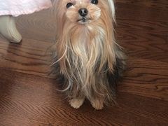 -八公叔叔宠物美容连锁(春申店)