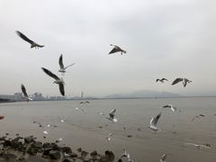 -深圳湾公园(南山区)