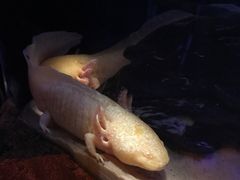 -悉尼海洋生物水族馆