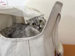 -爱妮康宠物医院·干细胞免疫细胞·肿瘤·心脏(张江店)