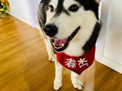 -Husky Go! 哈士奇体验馆·宠物咖啡厅狗咖