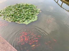 -前关湿地公园