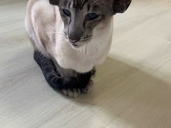 -豆逗聊愈猫阁Easy Life