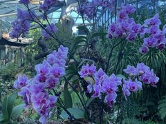 -东莞植物园