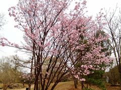 -国家植物园南园