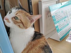 -瑞派长江宠物医院·猫科·外科·24小时夜护(谊城公寓分院)