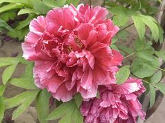 -莲花池公园