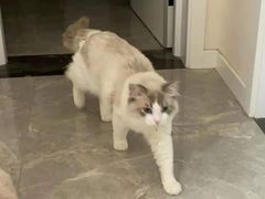 -艾贝尔宠物诊疗