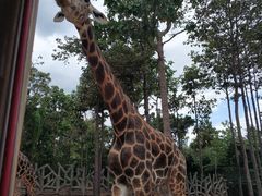 -清迈夜间动物园