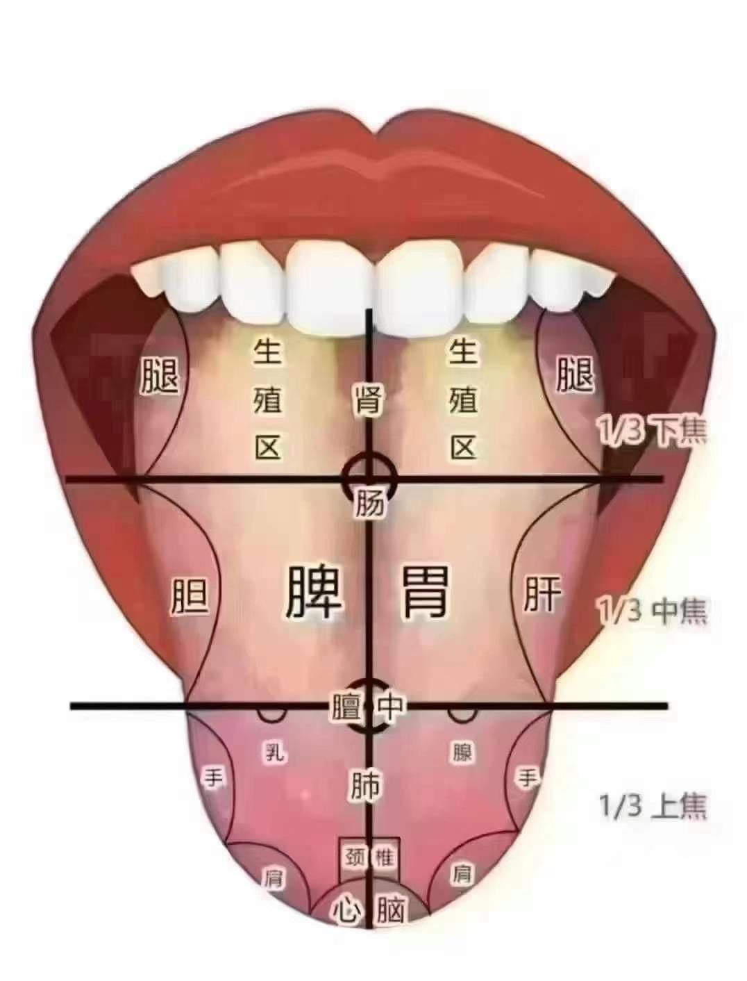 舌诊常识分享
1⃣舌尖代表心肺,发红