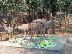 -清迈夜间动物园