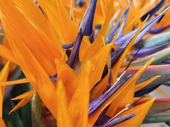 -三圣花乡旅游区