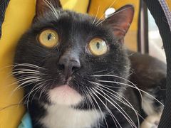 -伟伟宠物医院·瑞派猫友好医院·猫科(光谷店)