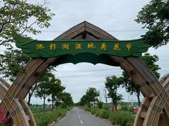 -池杉湖湿地公园