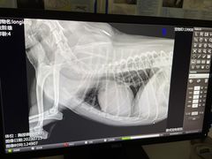 -康成宠物医院24H·CT·核磁共振