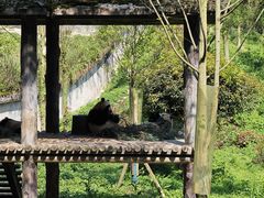 -中国大熊猫保护研究中心雅安碧峰峡基地