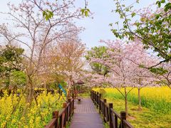 -顾村公园