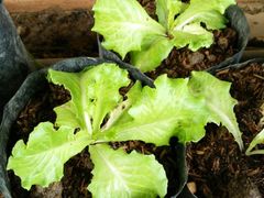 -Ohkajhu Organic Farm Sansai