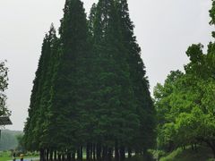 -宜兴龙背山森林公园