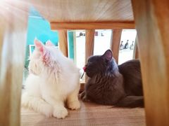 -飞行喵MR PILOT|猫舍·猫咖(静安大融城店)