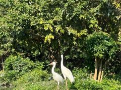 -广州长隆飞鸟乐园
