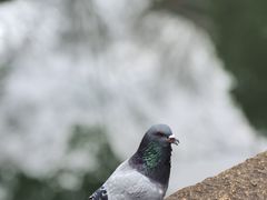 -西园寺