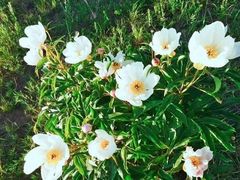 -乌拉盖芍药谷景区