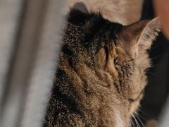 -芭比堂动物医院·CT·微创中心(新顺分院)