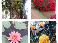-中国科学院西双版纳热带植物园