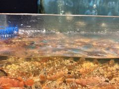 -龙宴海鲜城(经中路店)