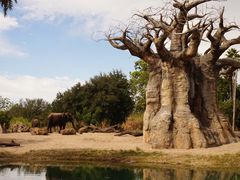 -奥兰多迪士尼动物王国乐园